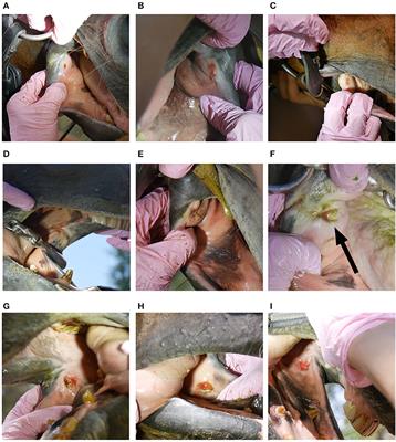 Bit-Related Lesions in Event Horses After a Cross-Country Test